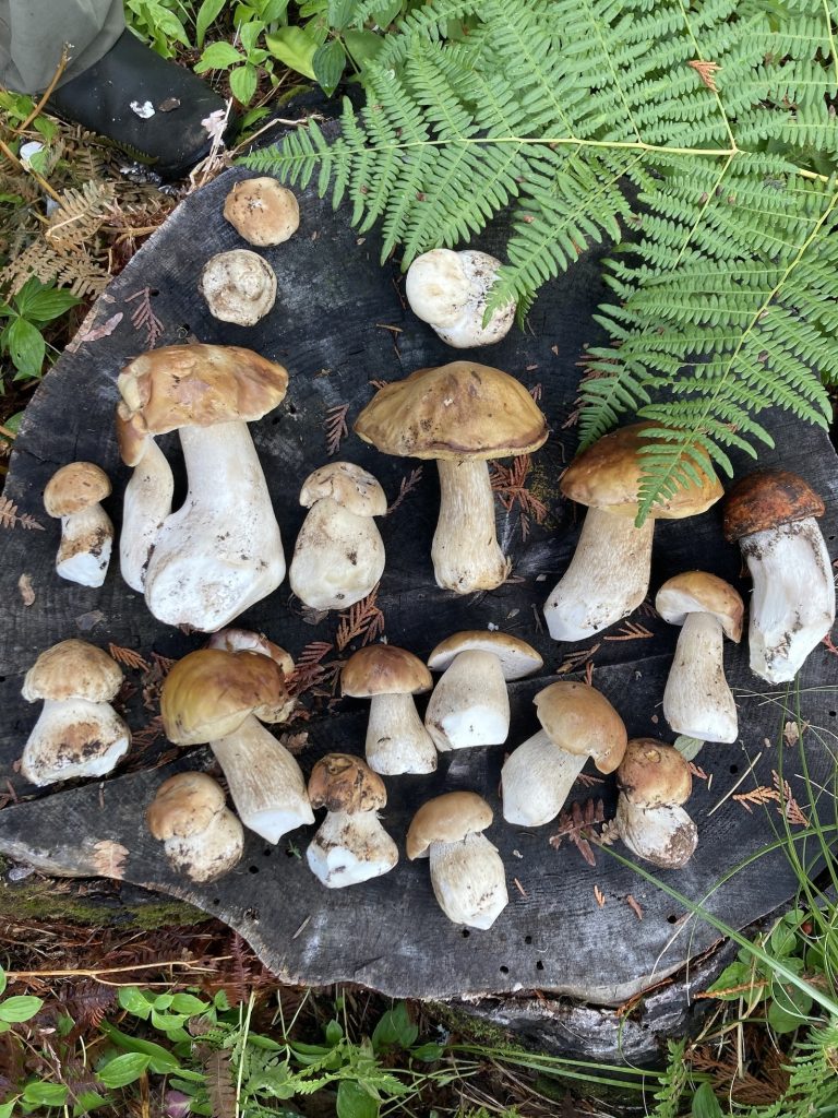 foraged mushrooms on Mt Hood. king Porcinis.