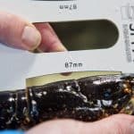 Measuring Lobster using gauge