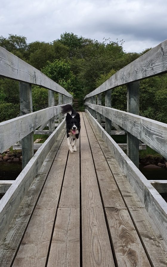 Border collie on wooden bridge.