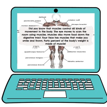 Muscular System Interactive Google Slides™ Presentation | Digital - Image 3