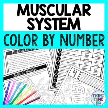 Muscular System Color by Number - Close Reading & Text Marking - Human Body