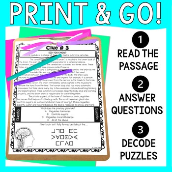 Human Brain ESCAPE ROOM Activity - Reading Comprehension - Nervous System - Image 2