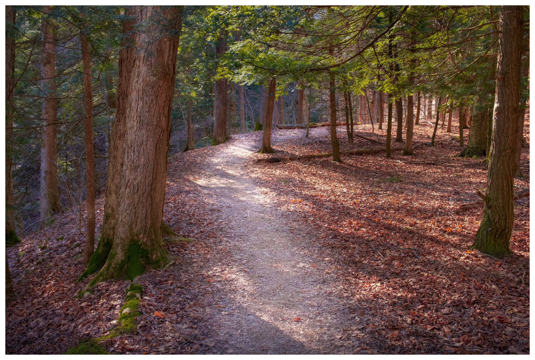 Woodland Trail