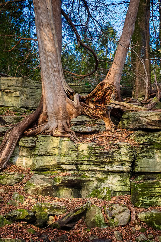 artistic cedar trees