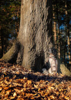Caden Sitting Next to Large Red Oak – November 18, 2024 365 Project