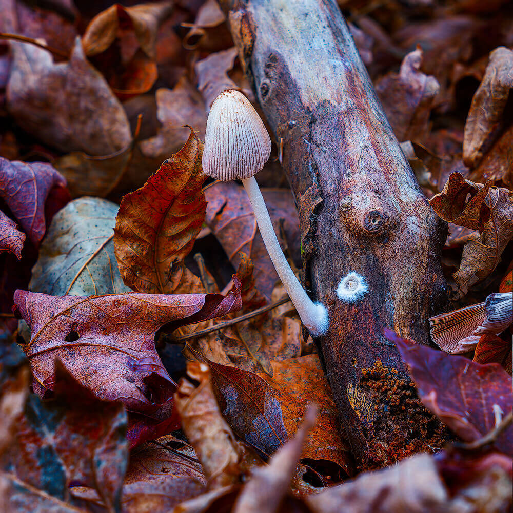 Crumble Cap Mushroom Coprinus disseminatus