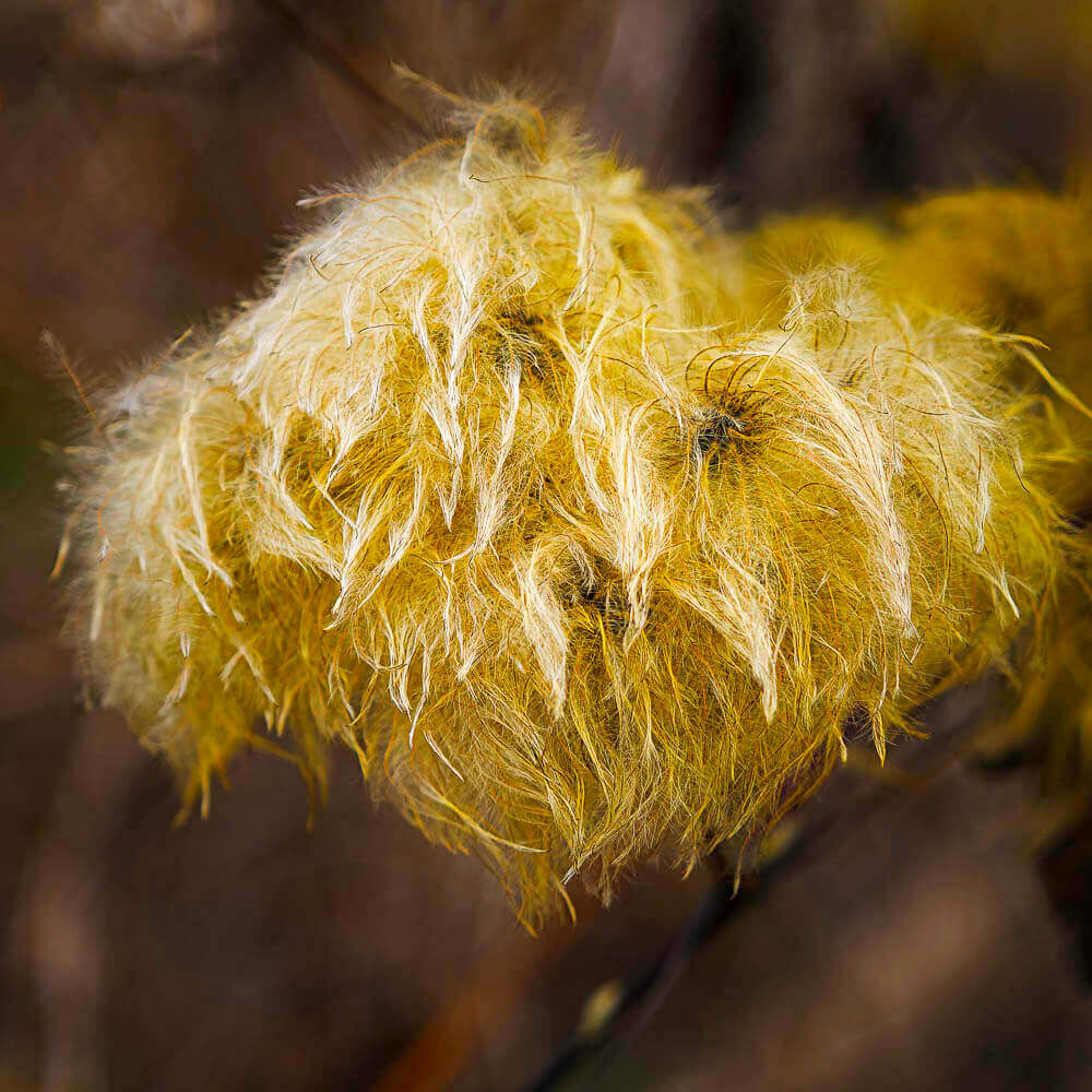 wild white clematis seed clump or flower