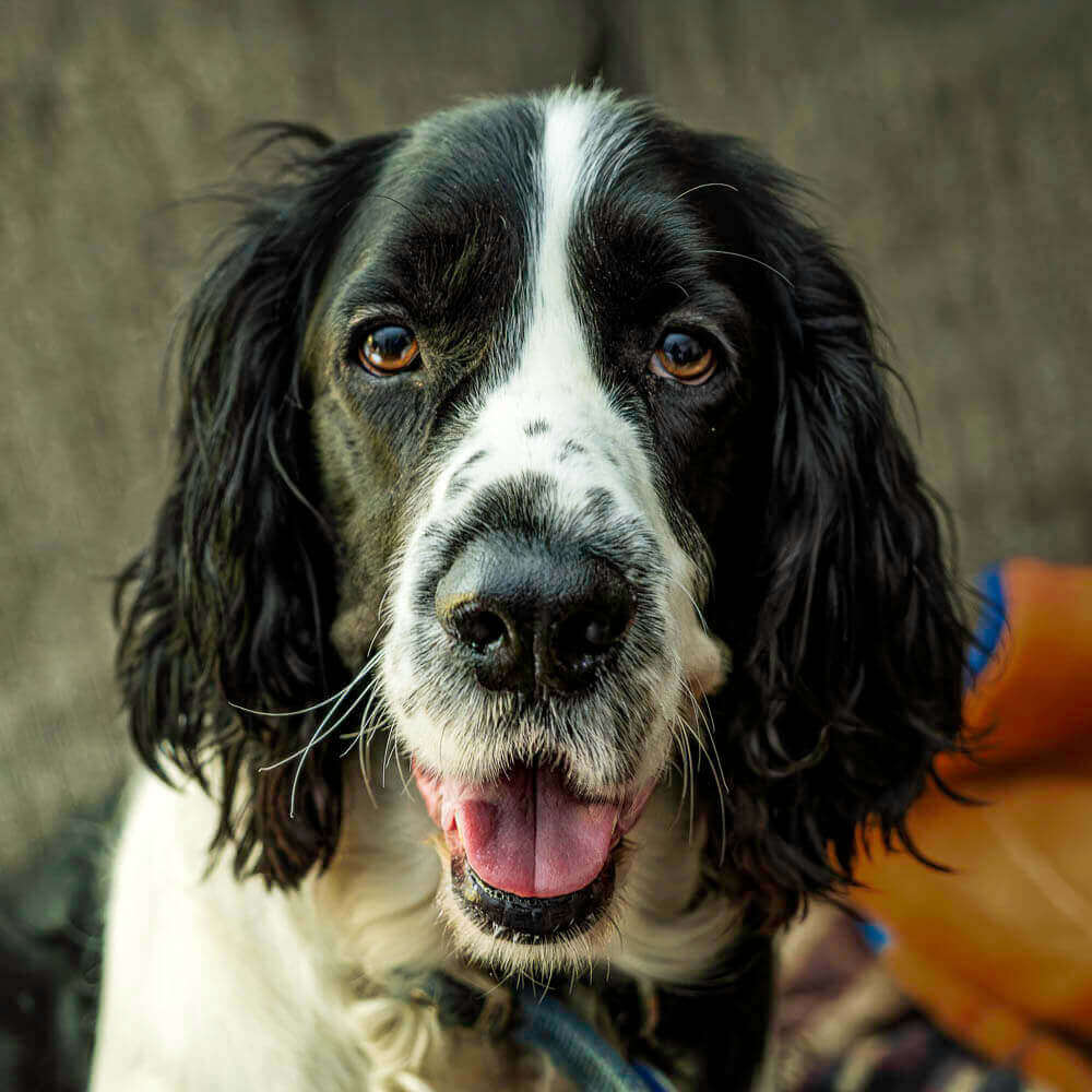 english springer spaniel