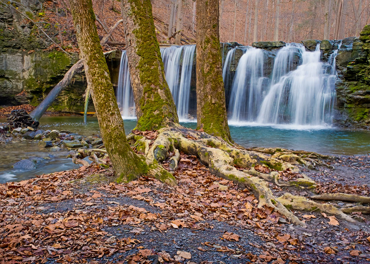 Exposed tree roots below Great Gully's upper waterfall.