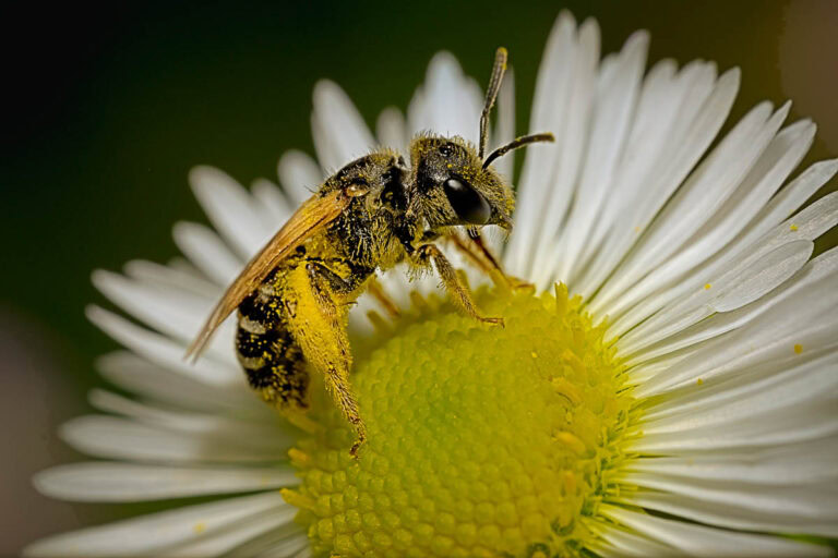Honey Bee covered in yellow pollen.
