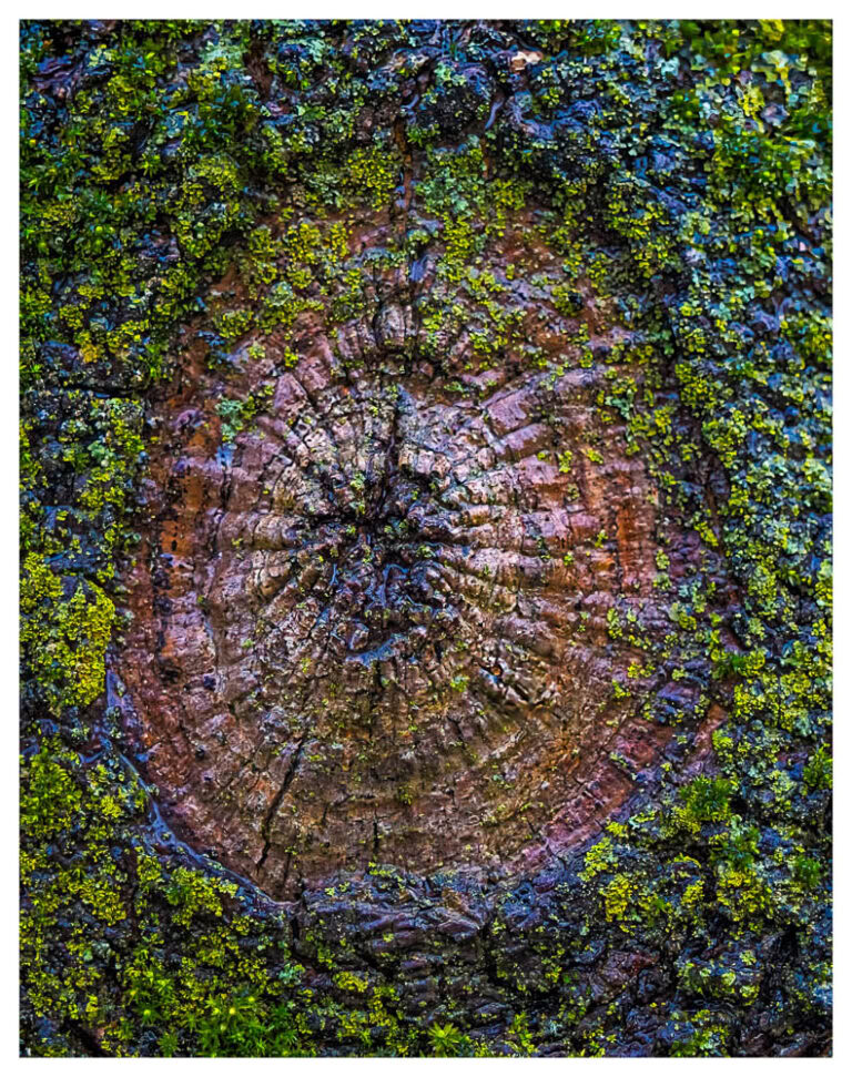 An abstract view of a knot or cut off branch on a maple tree with moss and lichen growing around it.