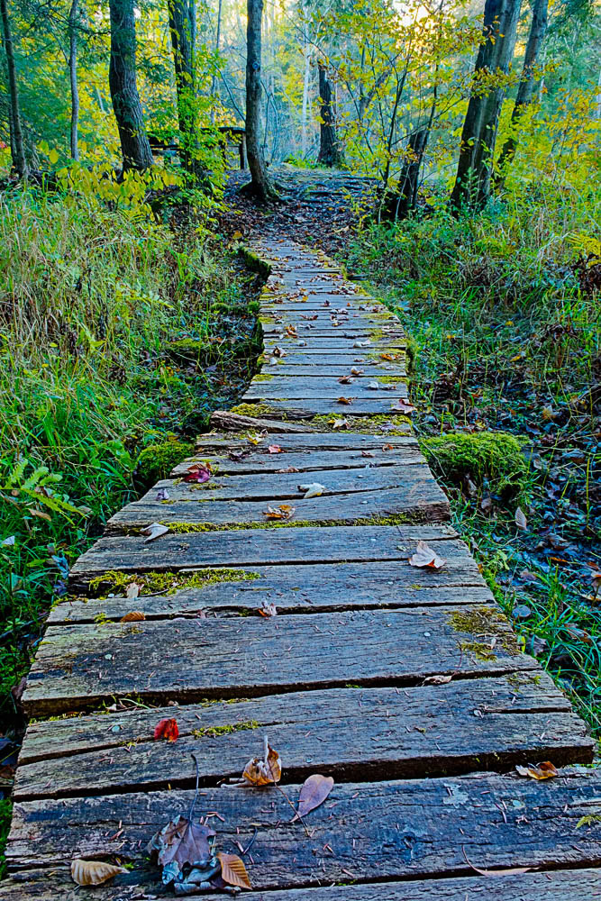 An old and curvy footbridge built over a wetland leads to a picnic table overlooking the creek.