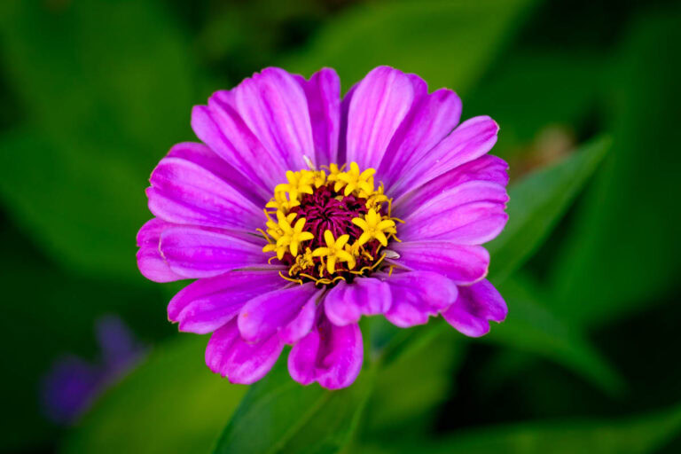 A light purple to lavender Zinnia with yellow stamens.