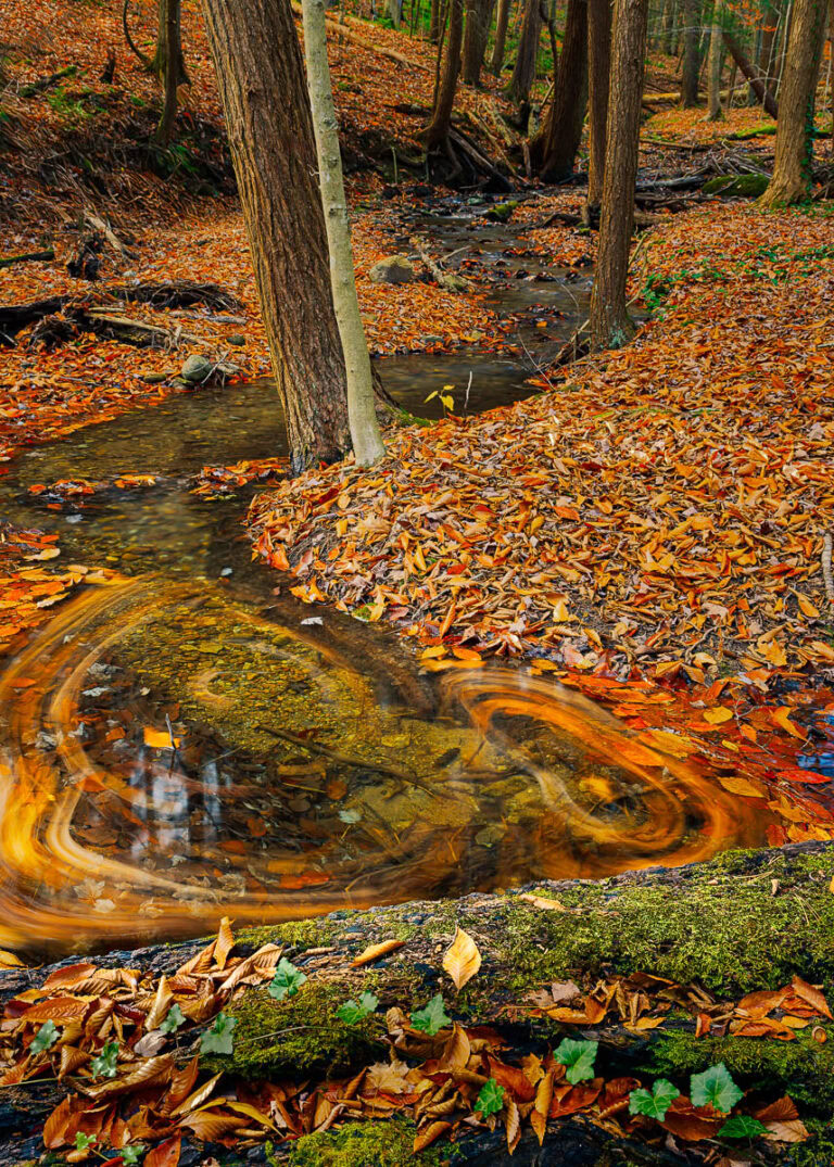 Swirling Autumn leaves behind a log dam in a small stream.