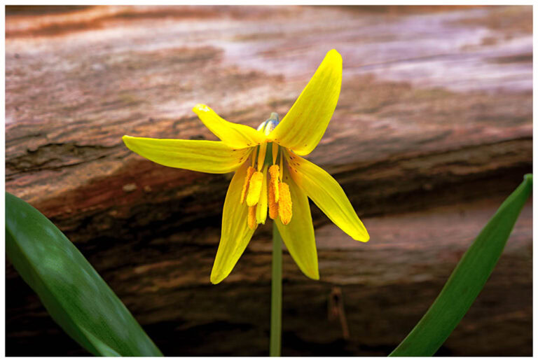 Close-up view of a Trout Lily Flower.