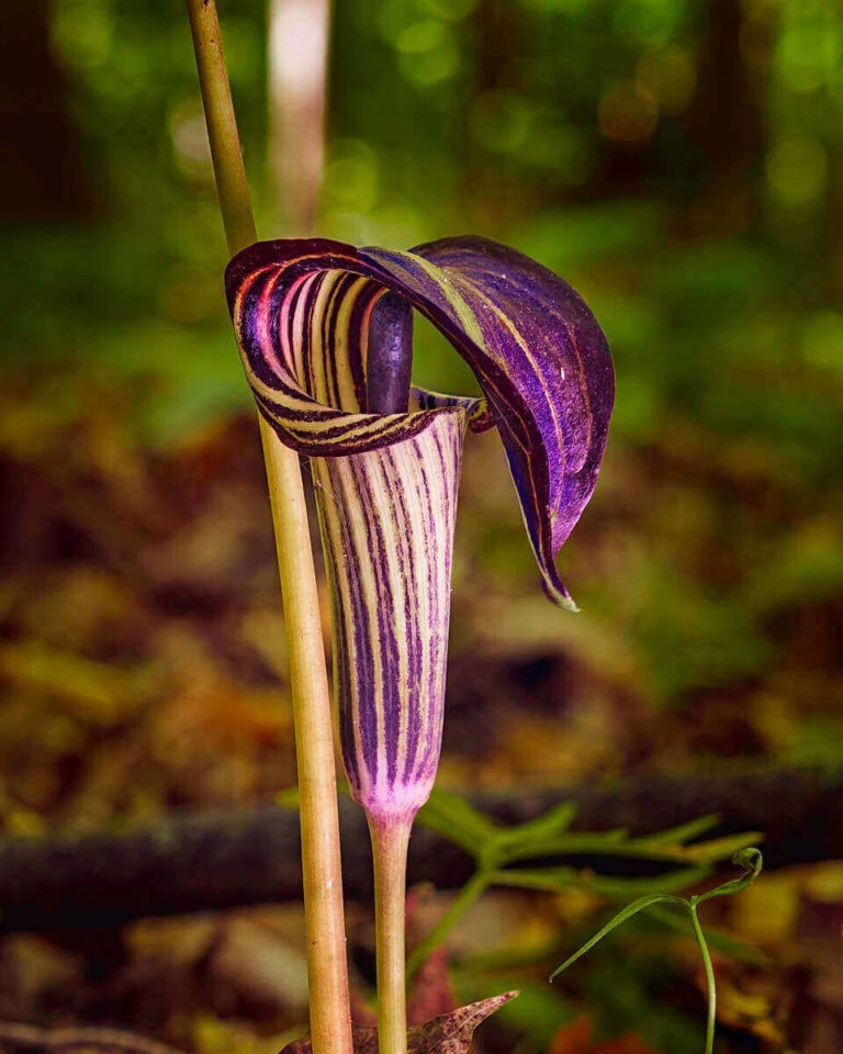 A flower with a striped stem in the woods. Jack in the Pulpit flower close-up.