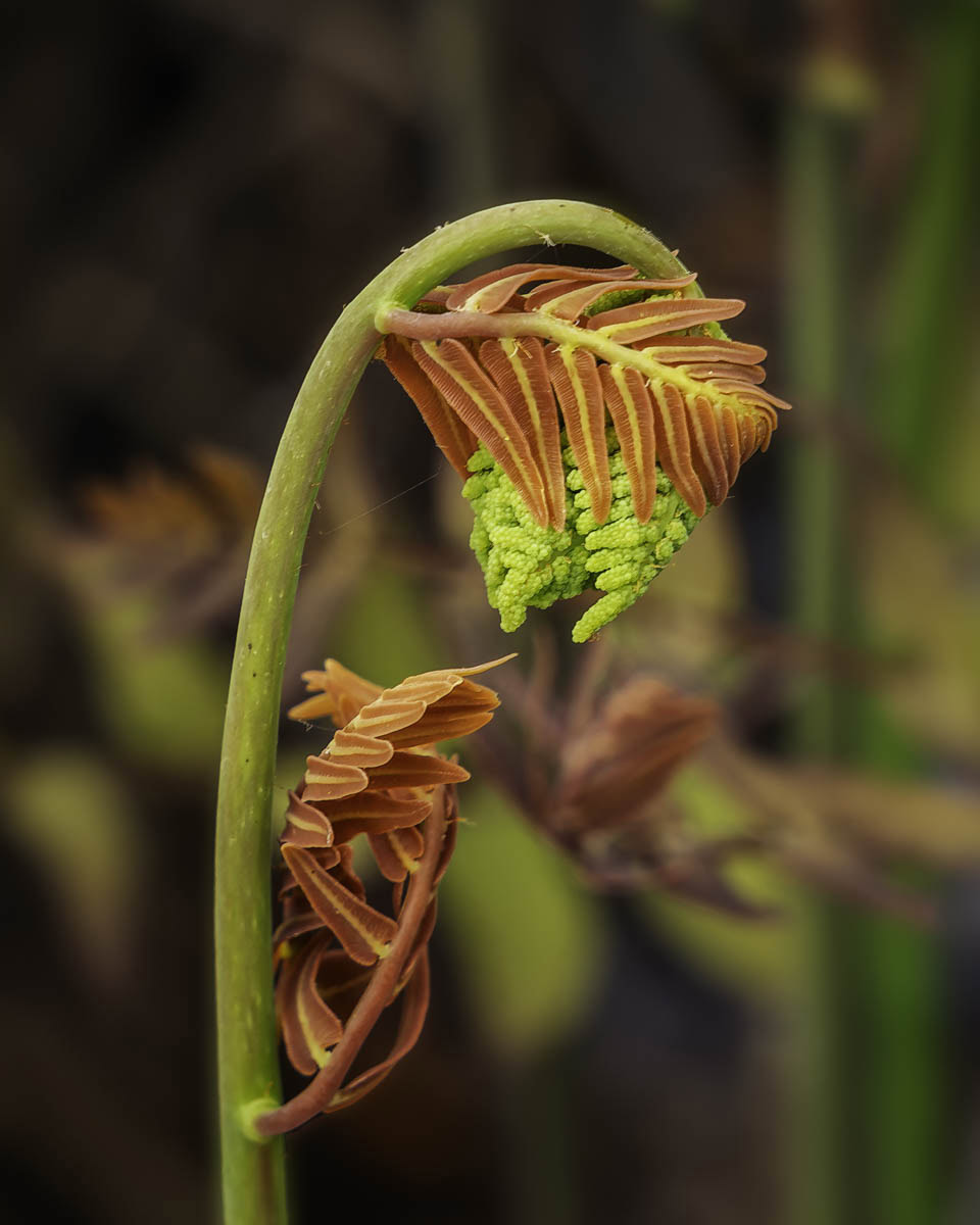 A fern with a green stem and brown leaves