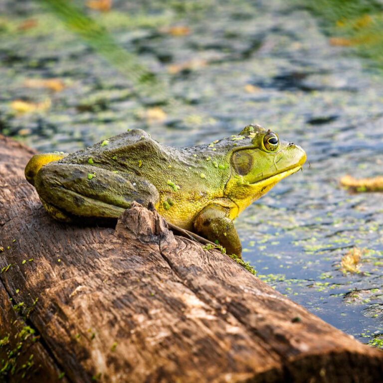 A bull frog sitting on a log in a pond.