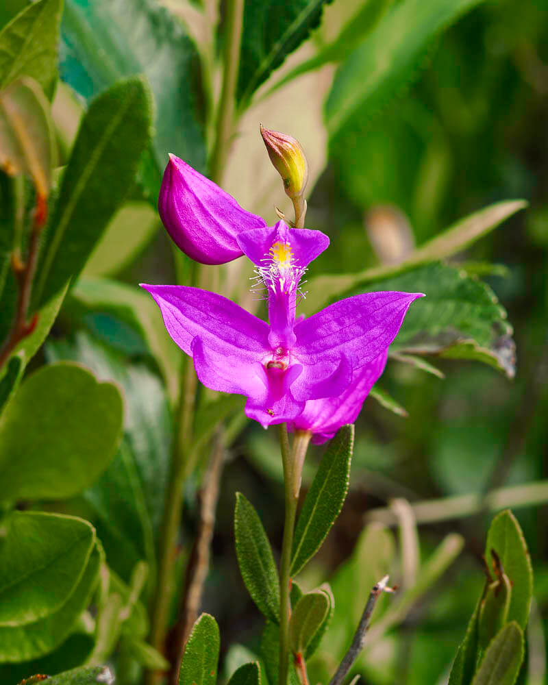 Grass Pink Orchid Calopogon tuberosus