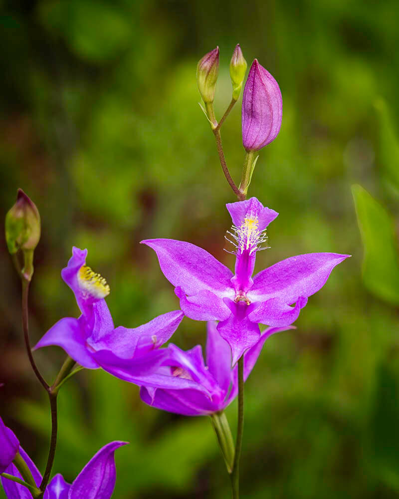 Grass Pink Orchid Calopogon tuberosus