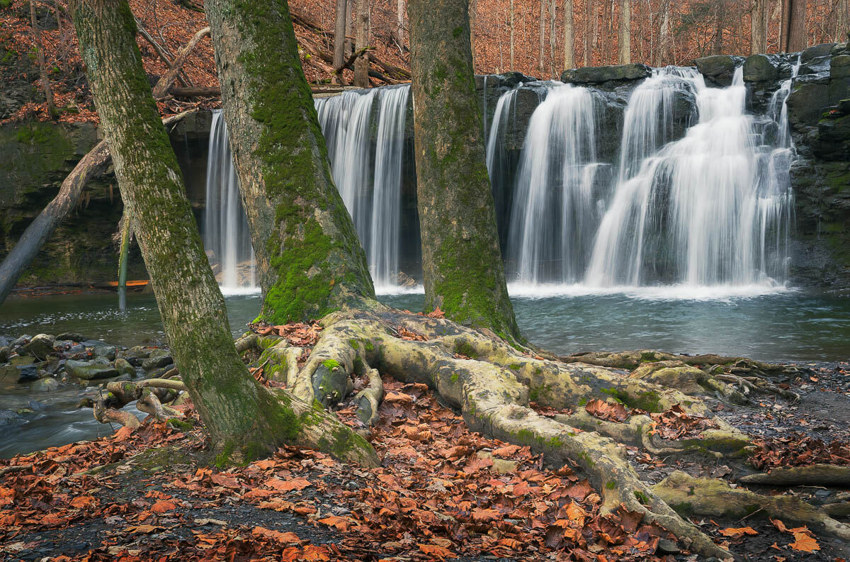 Waterfall at Great Gully that has Exposed Tree Roots along the Creek Bed