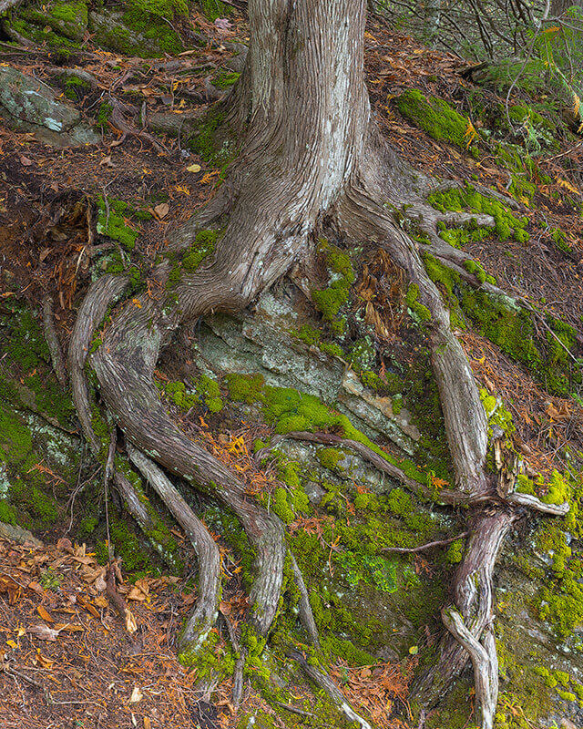 White Cedar tree with roots growing down a rock face.
