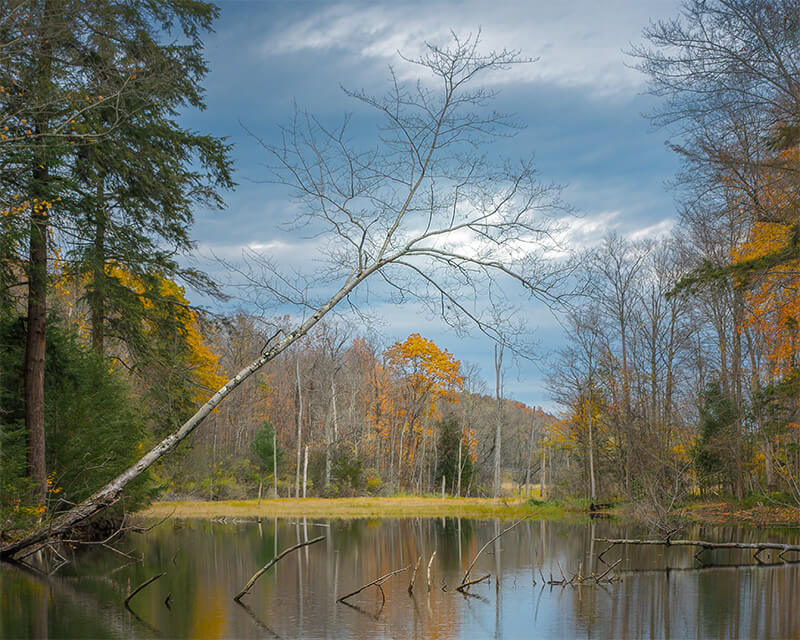 SCA Tree lean right finished swamp image with leaning tree and different crop.