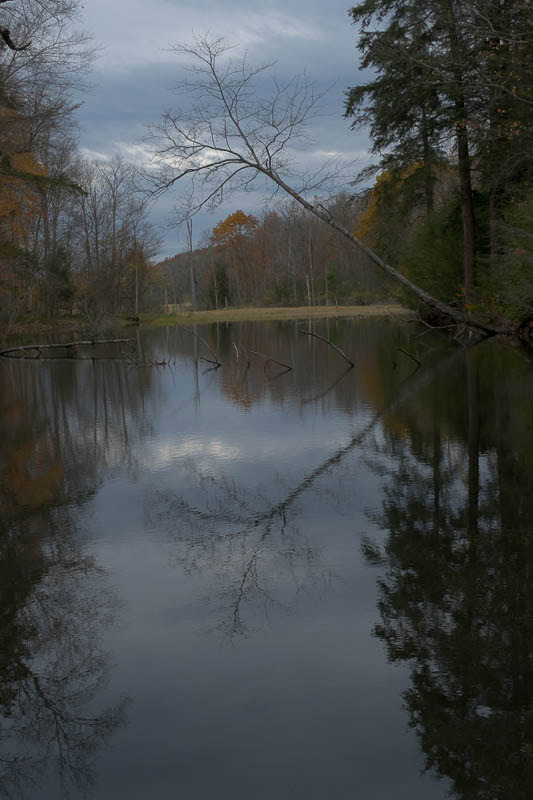 RAW image of a nearby swamp that I like because these are the scenes I see all the time and I liked the tree leaning in.