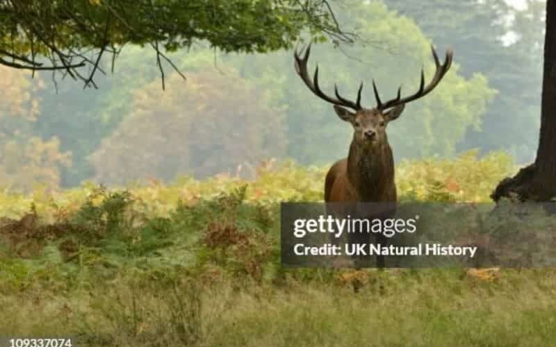 gettyimages-109337074-170667a (1) (1)