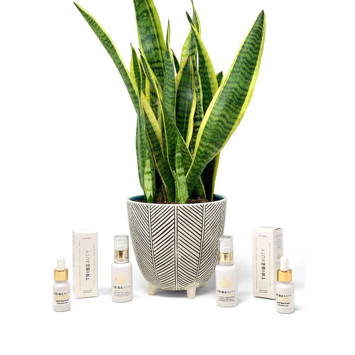 CBD Collagen Boosting Serum | 5-in-1: Firms, Tones, Plumps, Hydrates + Protects - Image 5