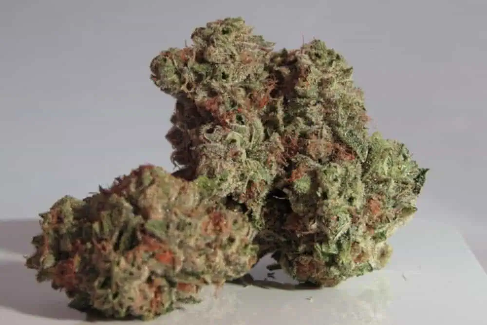 Sativa CBD vs. Indica CBD