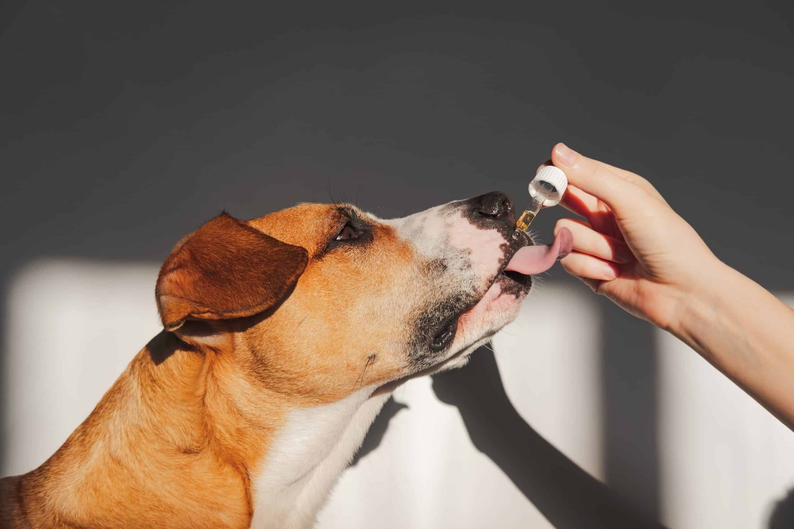 Benefits of CBD for Dogs and Cats