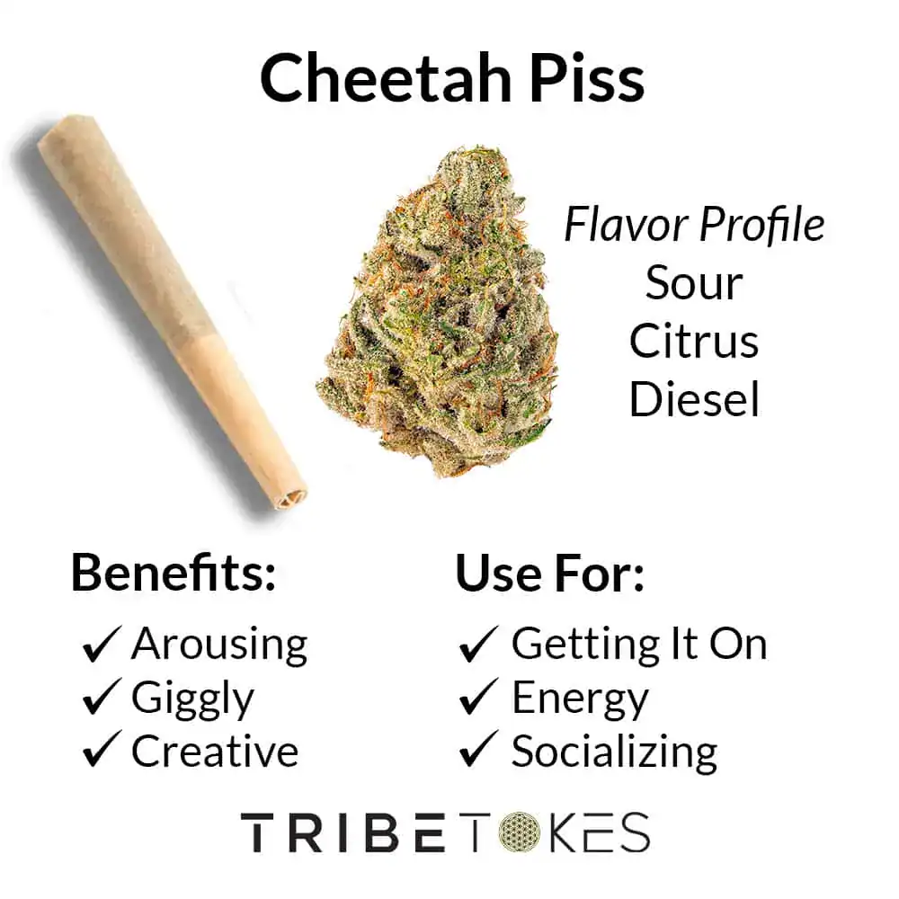 Cheetah-Piss_FLOWER_Strain-Profile
