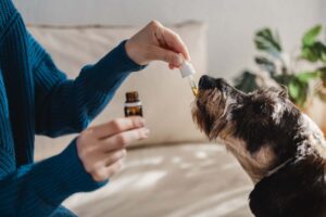 Dog licking CBD oil dropper, receiving relief from itchy skin and allergies.
