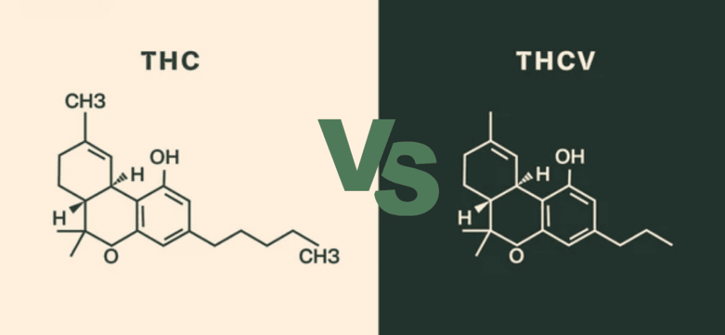 THCV vs THC: The Cannabinoid That Does the Opposite of What You'd Expect