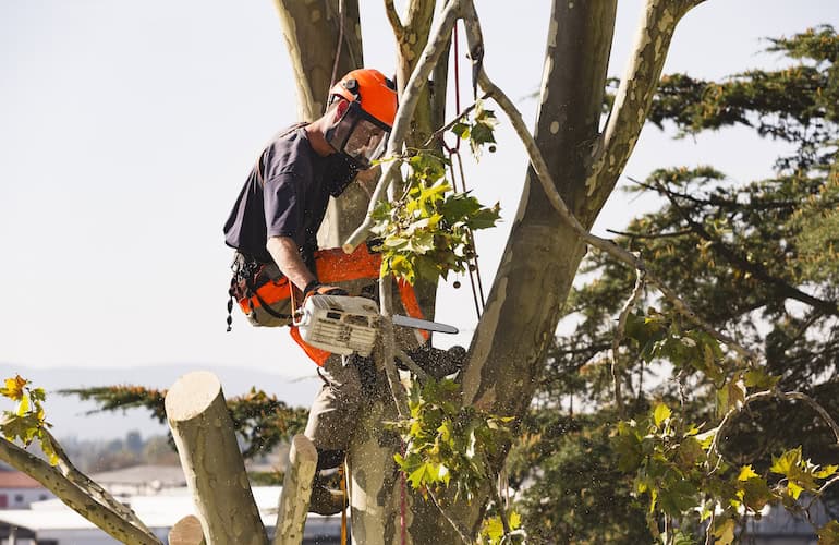 OSHA Issues Updated Guidance For Tree Care Industry Inspections ...