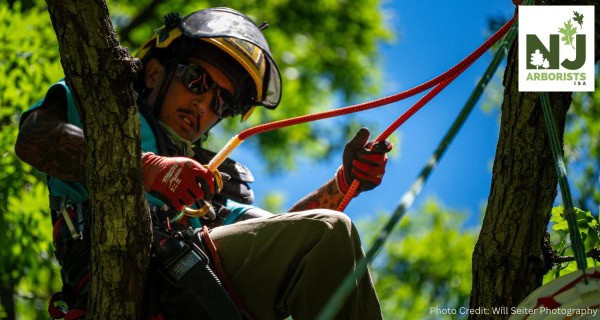 New Jersey Tree Climbing Competition This Weekend