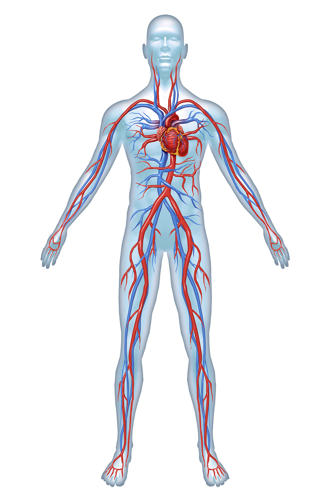 Cardiovascular system