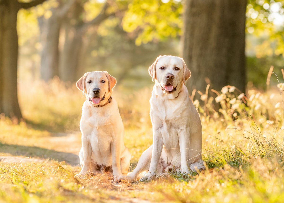 two labrador retrievers photographed at Shores Park in Niagara on the lake