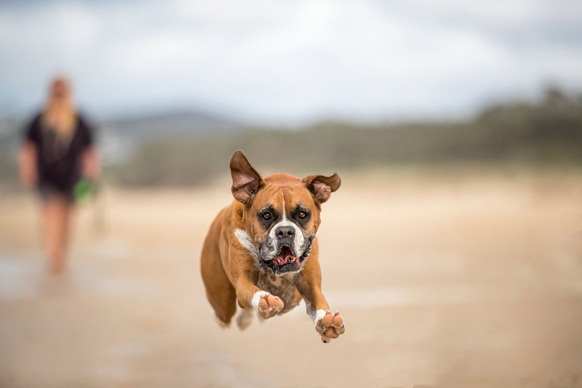 a dog at the beach