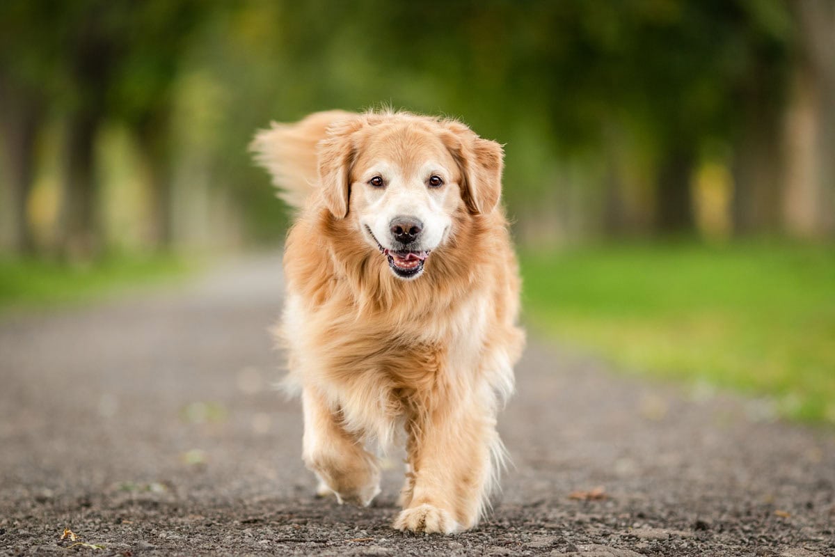 an image of a golden retriever at the Commons in Niagara on the Lake