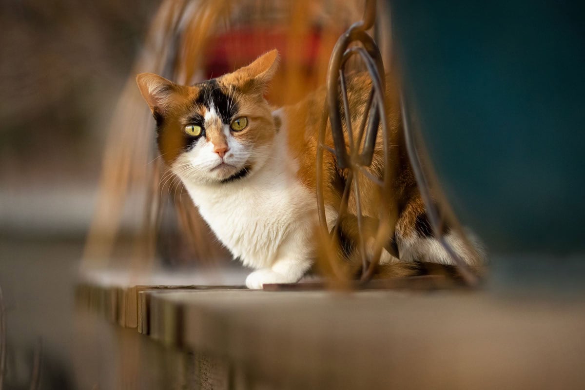 a photograph of a cat