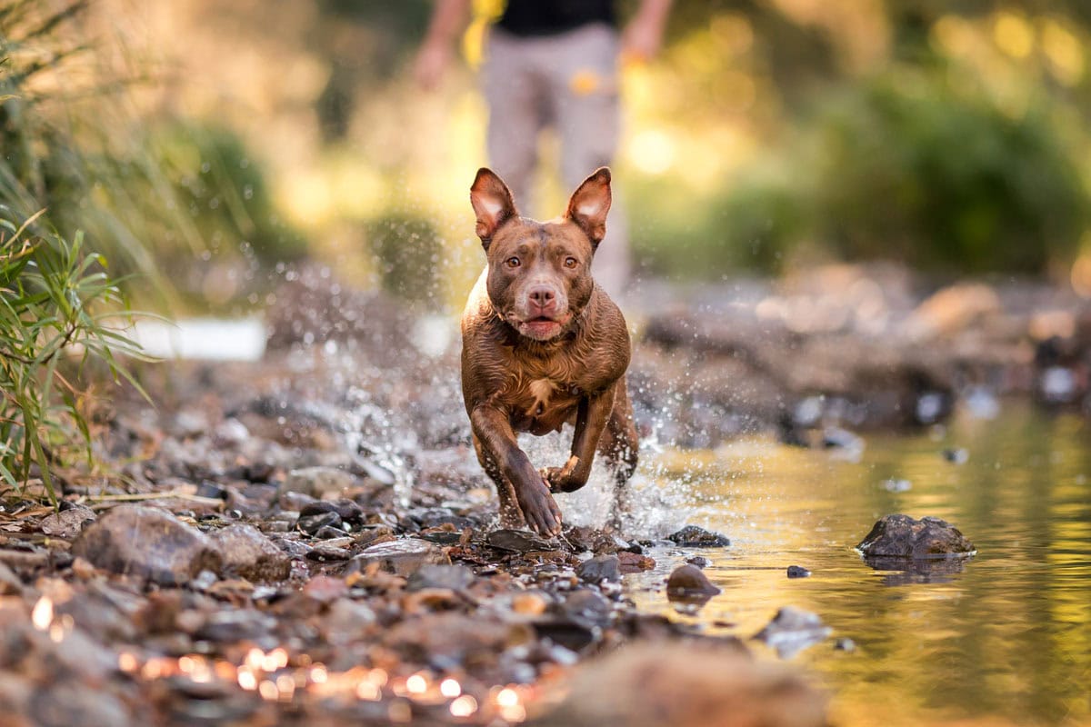 dog -photographed running -along -a -stream