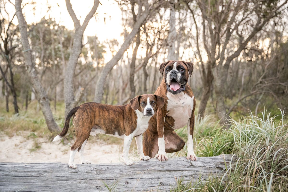 Fine Art Pet Photography Serving Niagara Toronto 39