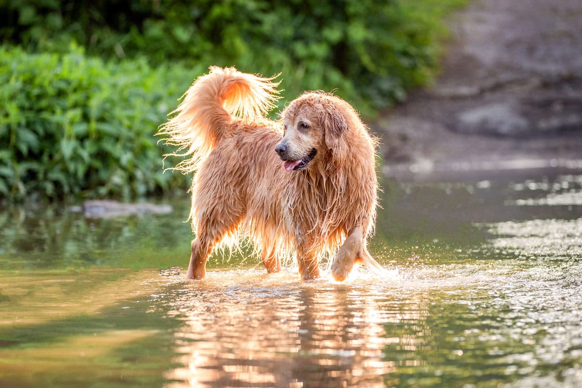 beautiful golden Retriever standing on a bridge at Balls Falls Ontario