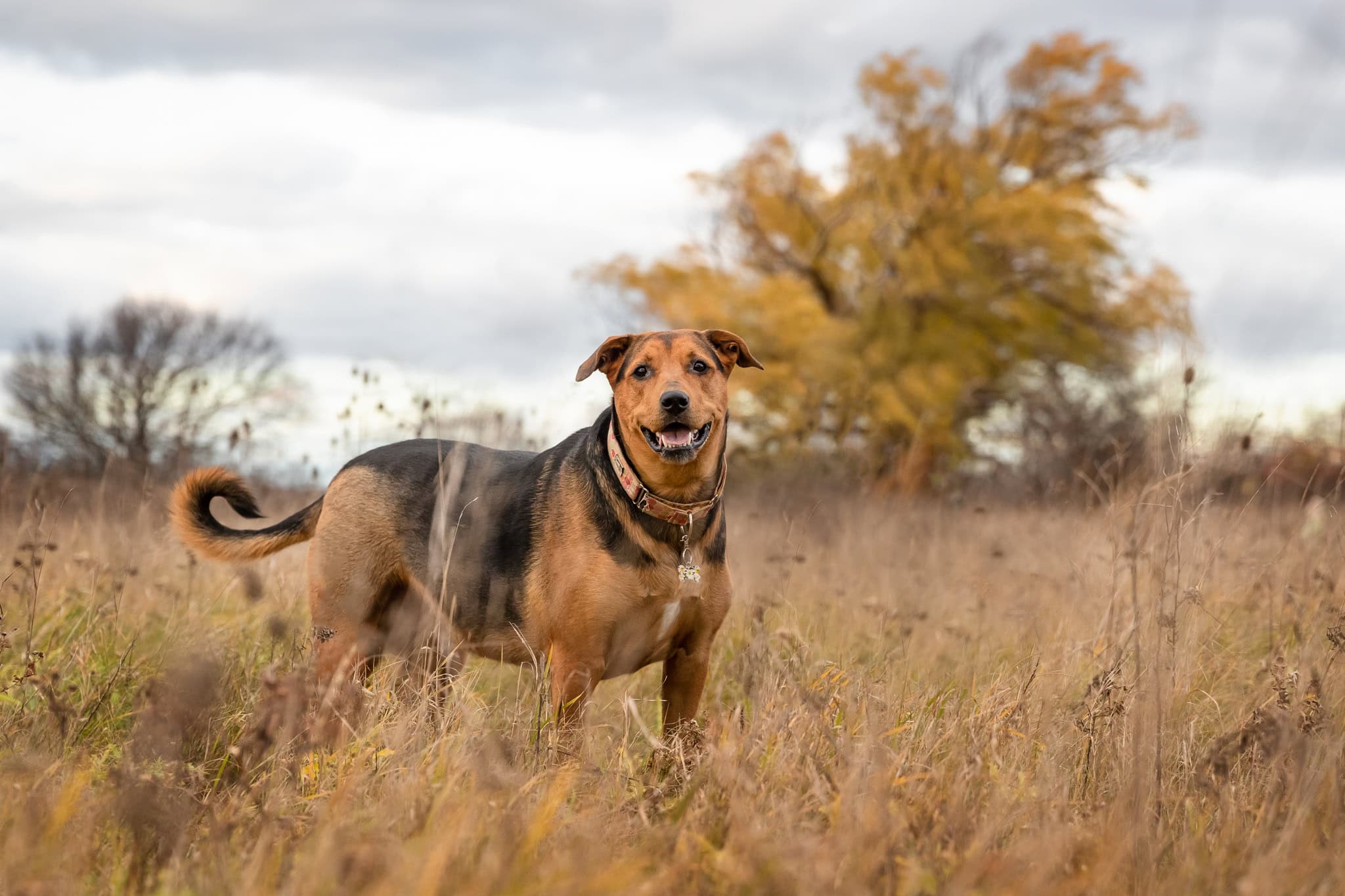 Dog standing in field in Niagara on the lake ON.