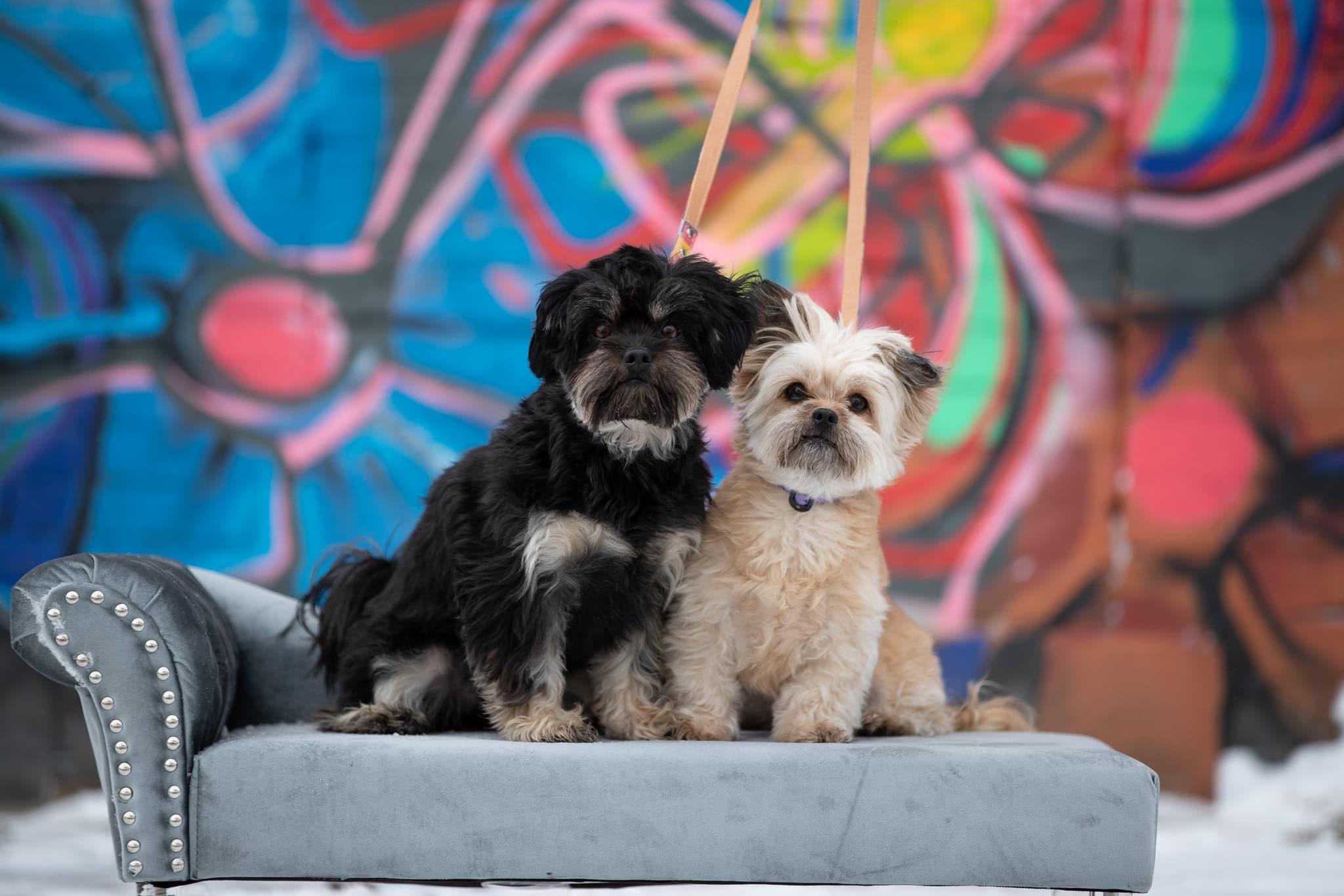 two dogs photographed in front of a graffiti wall