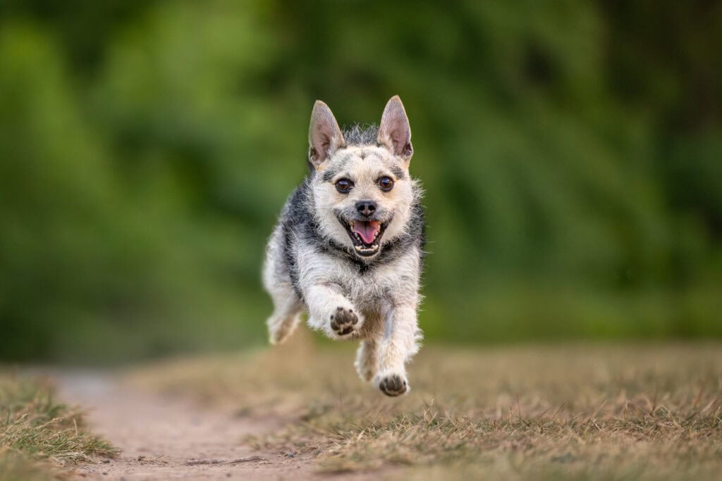 Small dog running with all four legs off the ground on a trail in St. Catharines 
