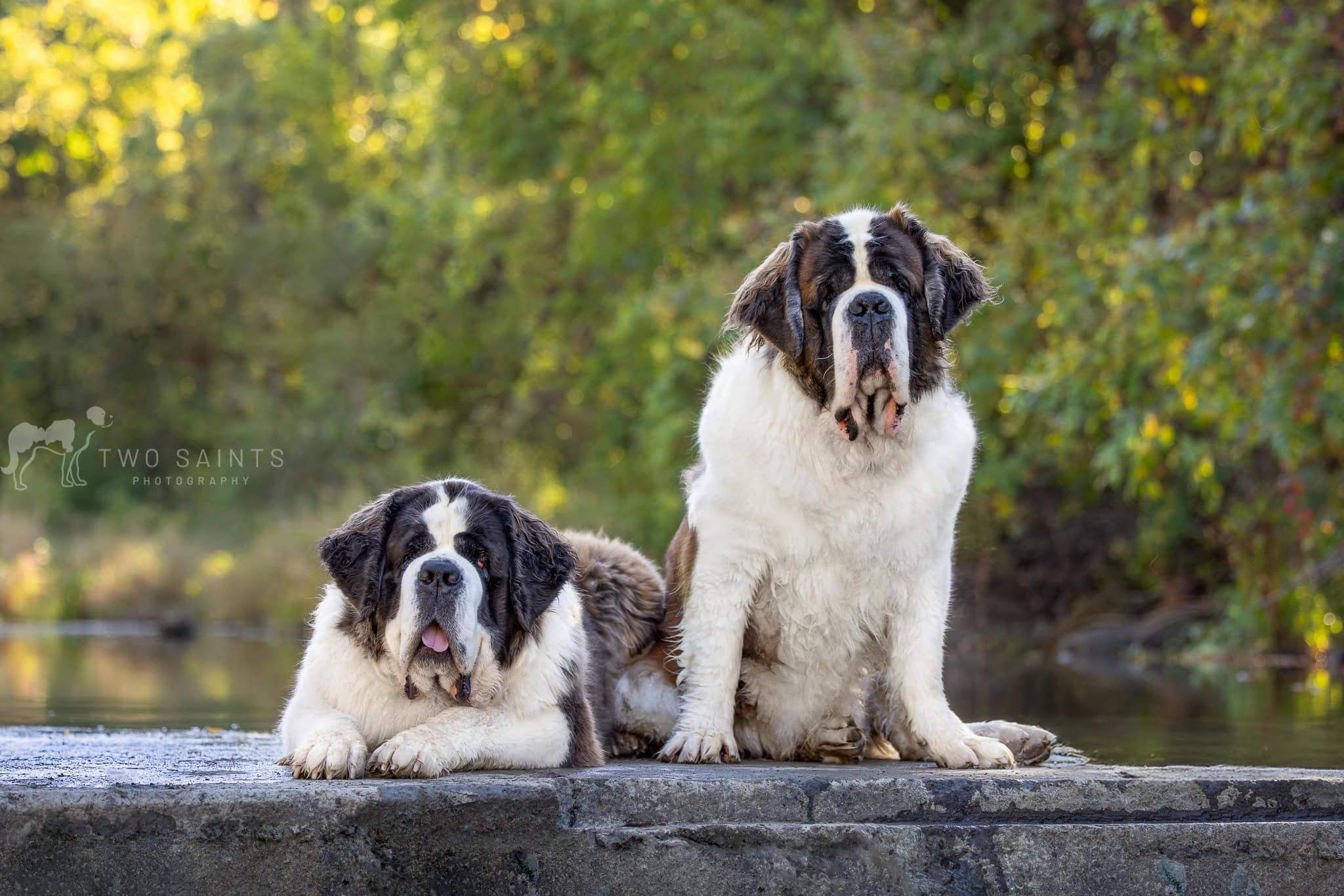 Two Saint Bernards sitting on stone pathway with pretty warm light behind them at Balls Falls Conservation Area