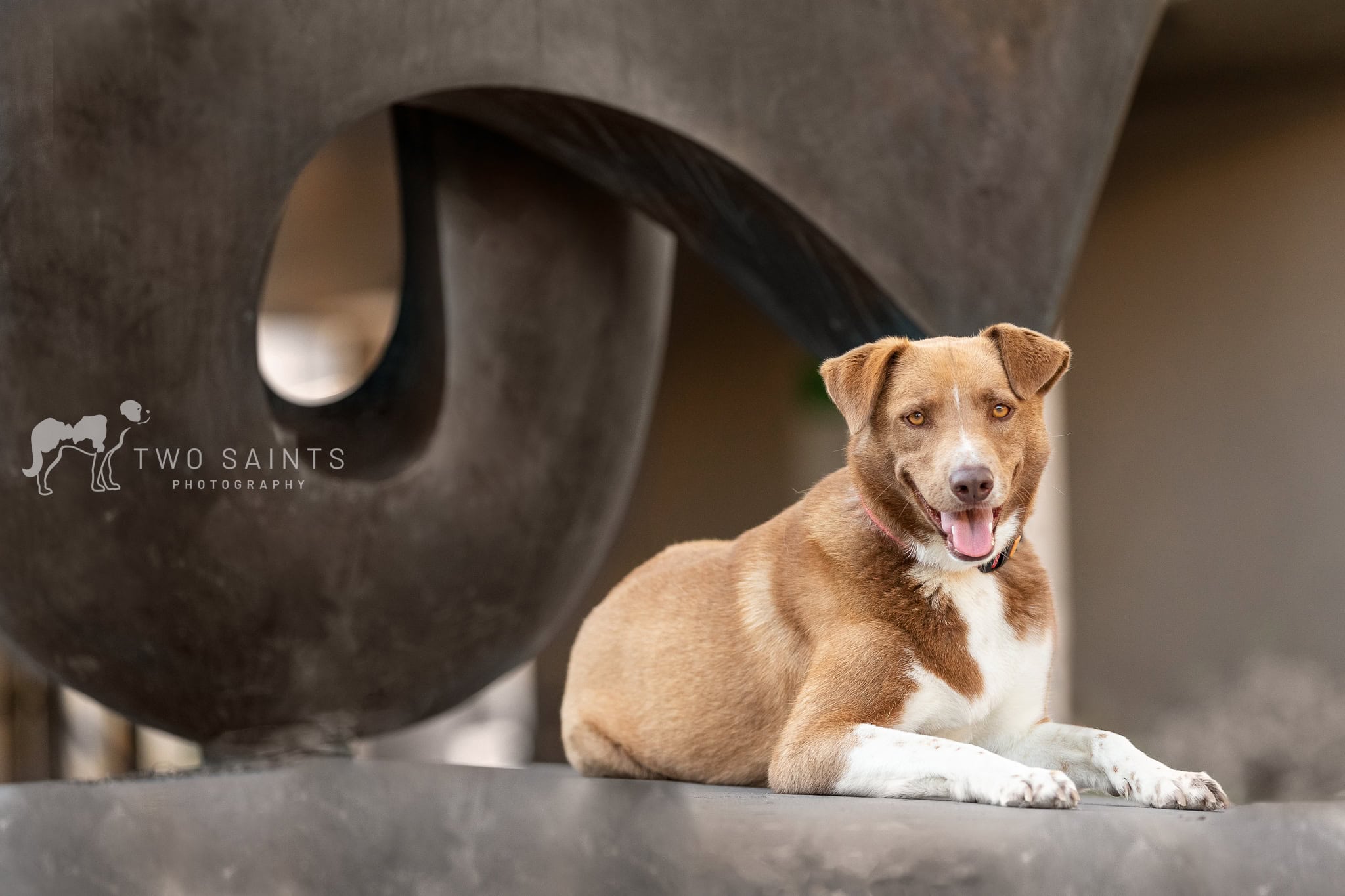 Dog laying on a structure downtown ST. Catharines